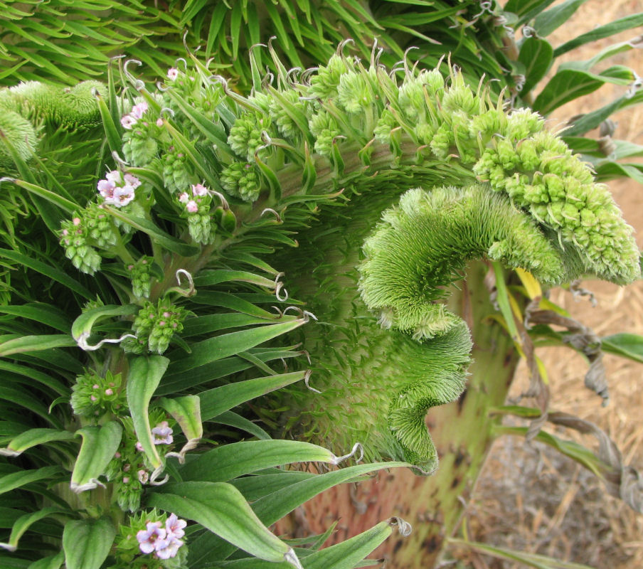 Alien Plant in Cambria California